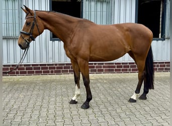 KWPN, Klacz, 5 lat, 170 cm, Gniada