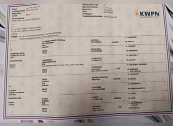 KWPN, Klacz, 5 lat, 170 cm, Gniada