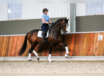 KWPN, Klacz, 5 lat, 171 cm, Ciemnogniada