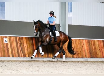 KWPN, Klacz, 5 lat, 171 cm, Ciemnogniada