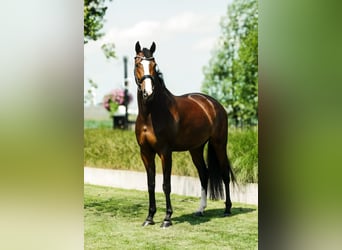KWPN, Klacz, 5 lat, 171 cm, Ciemnogniada