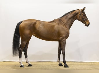 KWPN, Klacz, 5 lat, 171 cm, Gniada