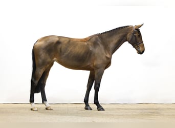 KWPN, Klacz, 5 lat, 172 cm, Gniada