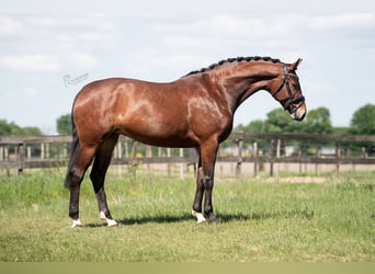 KWPN, Klacz, 5 lat, 172 cm, Gniada