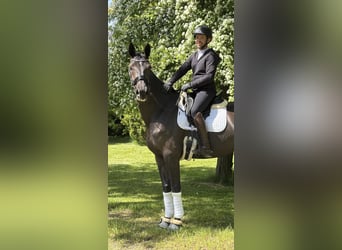 KWPN, Klacz, 5 lat, 172 cm, Skarogniada