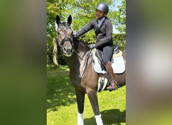 KWPN, Klacz, 5 lat, 172 cm, Skarogniada