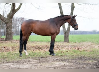 KWPN, Klacz, 5 lat, 173 cm, Gniada