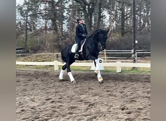 KWPN, Klacz, 5 lat, 175 cm, Kara