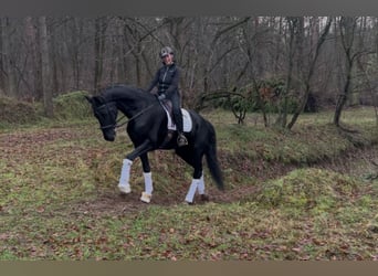 KWPN, Klacz, 5 lat, 175 cm, Kara