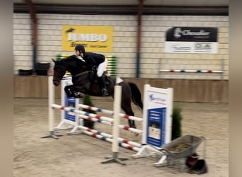 KWPN, Klacz, 5 lat, Ciemnogniada