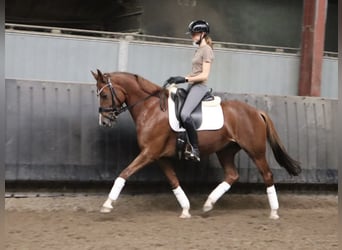 KWPN, Klacz, 6 lat, 155 cm, Kasztanowata