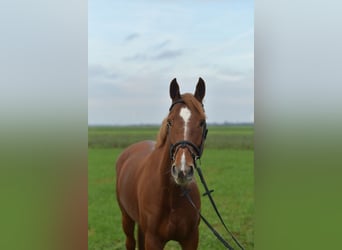 KWPN, Klacz, 6 lat, 160 cm, Cisawa