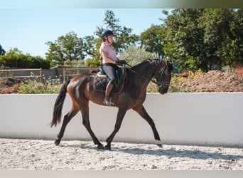 KWPN, Klacz, 6 lat, 160 cm, Gniada