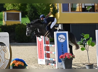 KWPN, Klacz, 6 lat, 160 cm, Siwa