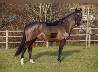 KWPN, Klacz, 6 lat, 162 cm, Ciemnogniada