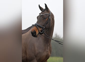 KWPN, Klacz, 6 lat, 162 cm, Ciemnogniada