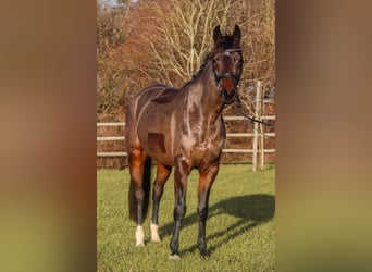 KWPN, Klacz, 6 lat, 162 cm, Ciemnogniada