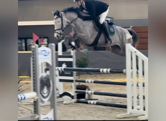 KWPN, Klacz, 6 lat, 162 cm, Siwa