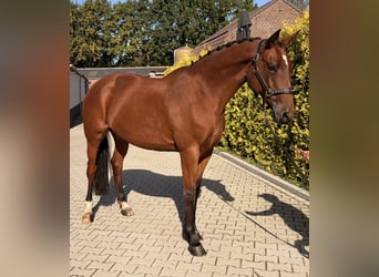 KWPN, Klacz, 6 lat, 163 cm, Gniada