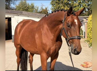 KWPN, Klacz, 6 lat, 163 cm, Gniada