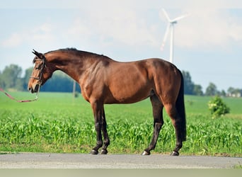 KWPN, Klacz, 6 lat, 164 cm, Ciemnogniada