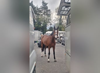 KWPN, Klacz, 6 lat, 164 cm, Gniada