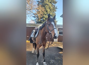 KWPN, Klacz, 6 lat, 164 cm, Gniada