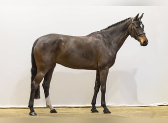 KWPN, Klacz, 6 lat, 164 cm, Gniada