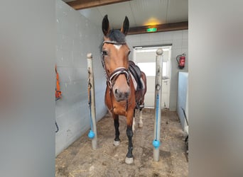 KWPN, Klacz, 6 lat, 165 cm, Gniada