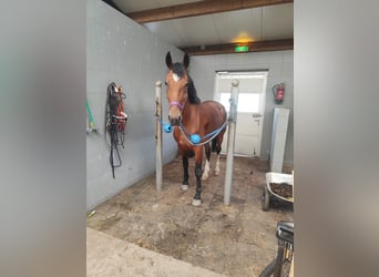 KWPN, Klacz, 6 lat, 165 cm, Gniada