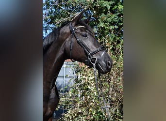 KWPN, Klacz, 6 lat, 165 cm, Kara