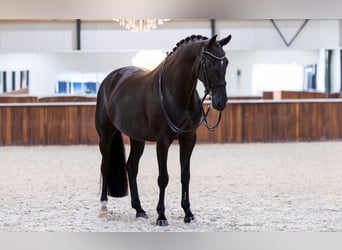 KWPN, Klacz, 6 lat, 165 cm, Kara