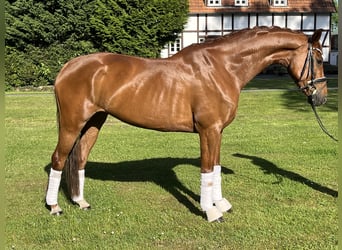 KWPN, Klacz, 6 lat, 165 cm, Kasztanowata