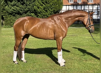 KWPN, Klacz, 6 lat, 165 cm, Kasztanowata