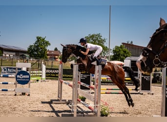 KWPN, Klacz, 6 lat, 166 cm, Ciemnogniada