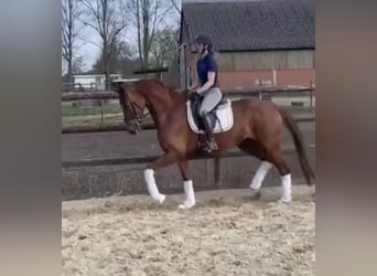 KWPN, Klacz, 6 lat, 166 cm, Ciemnokasztanowata