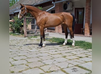 KWPN, Klacz, 6 lat, 166 cm, Gniada