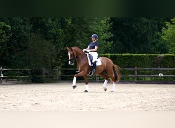 KWPN, Klacz, 6 lat, 166 cm, Kasztanowata