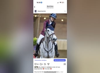 KWPN, Klacz, 6 lat, 166 cm, Może być siwy