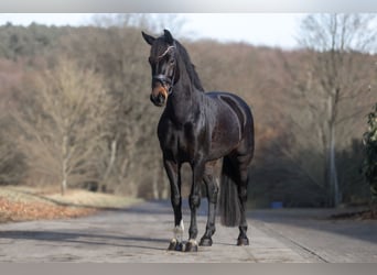 KWPN, Klacz, 6 lat, 167 cm, Ciemnogniada