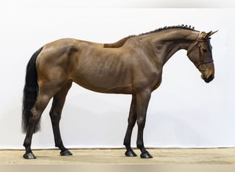 KWPN, Klacz, 6 lat, 167 cm