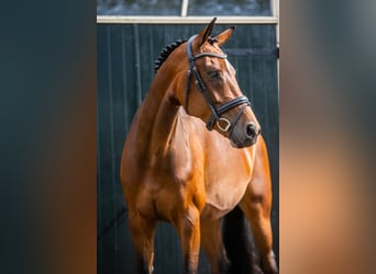 KWPN, Klacz, 6 lat, 168 cm, Gniada