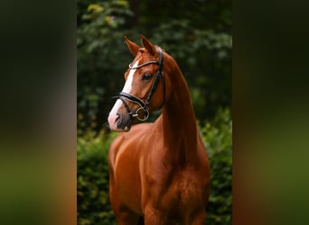 KWPN, Klacz, 6 lat, 168 cm, Kasztanowata