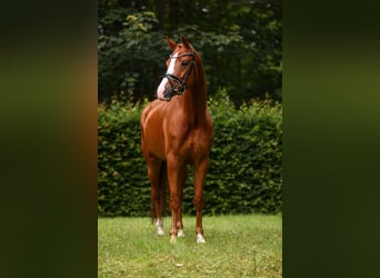 KWPN, Klacz, 6 lat, 168 cm, Kasztanowata