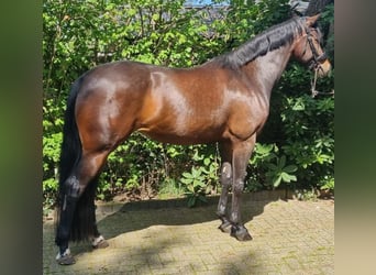 KWPN, Klacz, 6 lat, 170 cm, Ciemnogniada