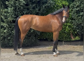 KWPN, Klacz, 6 lat, 170 cm, Gniada