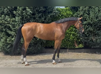 KWPN, Klacz, 6 lat, 170 cm, Gniada
