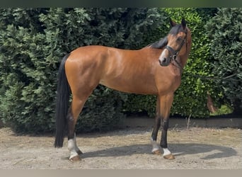 KWPN, Klacz, 6 lat, 170 cm, Gniada