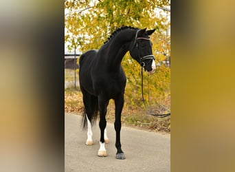 KWPN, Klacz, 6 lat, 170 cm, Kara