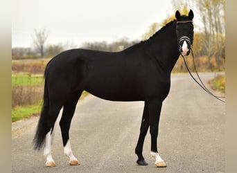 KWPN, Klacz, 6 lat, 170 cm, Kara